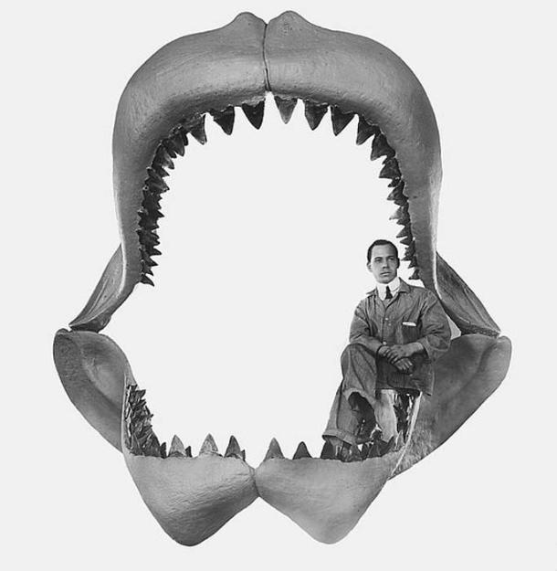 Man sitting on Carcharodon megalodon jaws. Restoration of fossil shark. Carcharodon megalodon. Basal Miocene South Carolina.
