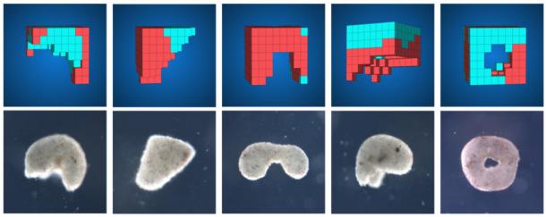 AI methods automatically design diverse living robot candidate lifeforms in simulations (top row) to perform some desired function. Then, transferable designs are created using a cell-based construction toolkit to create living systems (bottom row) with the predicted behaviors. (Kriegman, S., Blackiston, D., Levin, M., Bongard, J. / CC BY 4.0)