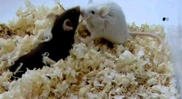 The bacteria gives out biologically active substances throughout its life, which activates the immune status of experimental animals