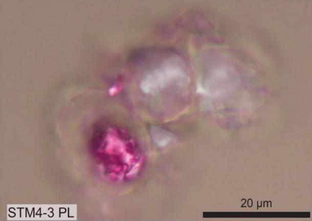 Una imagen de microscopio de las células de Caudipteryx, incluida una con su núcleo teñido de púrpura. (Zheng, X. et. Al. / CC BY 4.0)