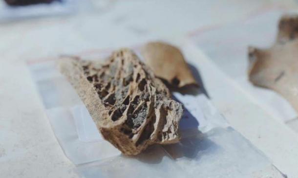 Piece of moa leg bone that has been partly worked -- probably with the intention of making a fishhook.