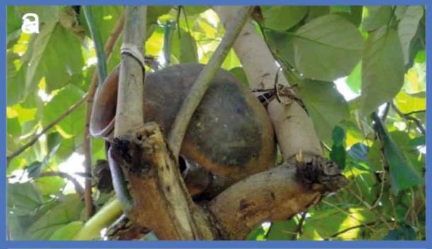 Example of modern-day African beehive. (Dunne et. al. / Nature)