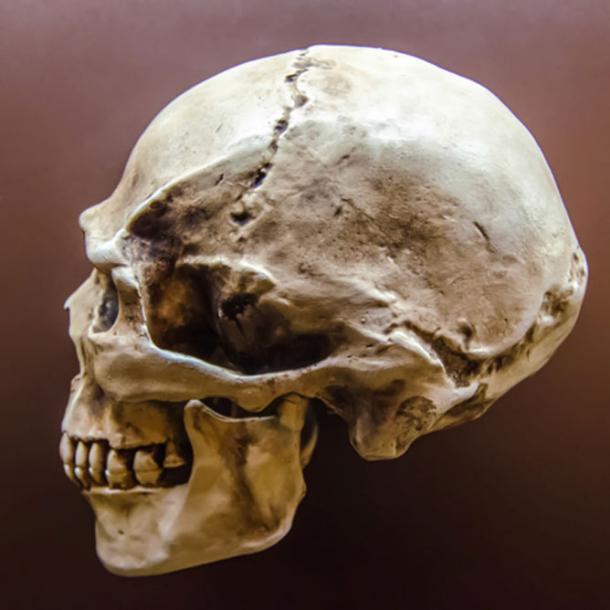 A modern human skull. 