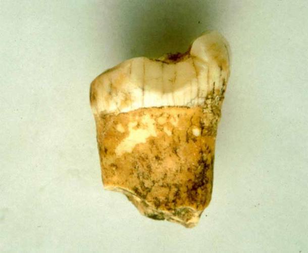 A first molar from a Neanderthal, analyzed for this study, was used to provide information about the Neanderthal diet. (© Lourdes Montes / CNRS)