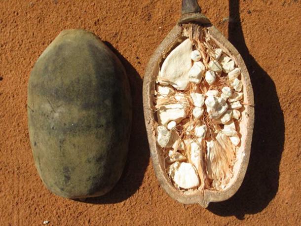 Baobab Fruit or ‘monkey bread’. 