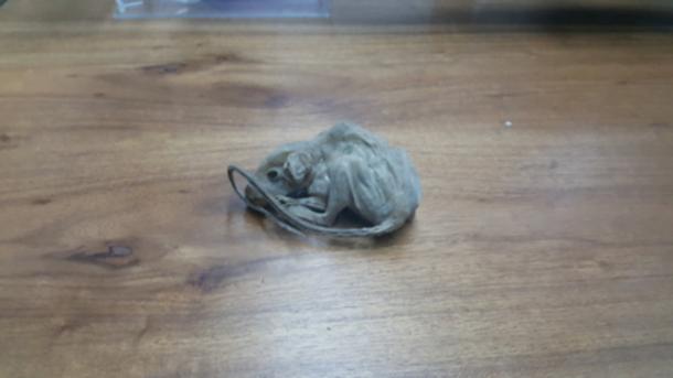 The mouse found with the mummy of Guano. 