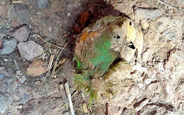 The naturally mummified macaw head found in the cave in Chihuahua, Mexico.