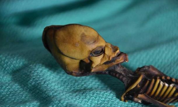 The mummified skeleton of a baby girl found in the Chilean desert in 2003. 