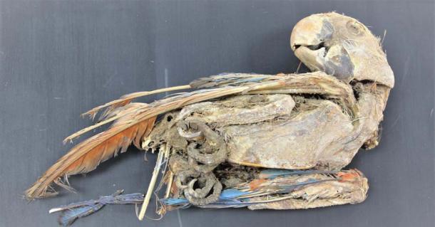 A mummified scarlet macaw parrot recovered from Pica 8 in northern Chile. (Calogero Santoro & José Capriles / Universidad de Tarapacá & Penn State)