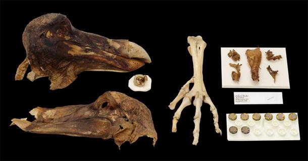 Lo creas o no, estos restos de dodo momificados, que se exhiben en el Museo de Historia Natural de Oxford, inspiraron al personaje Dodo de Alicia en el país de las maravillas. (Museo de Historia Natural de la Universidad de Oxford)