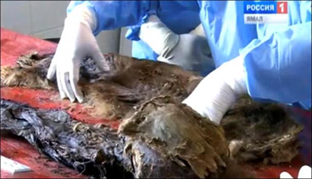 The main thing is that this mummy was preserved naturally and the internal organs were not removed, unlike with artificial mummies.'