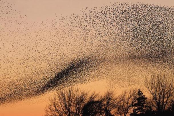 A murmuration of starlings.