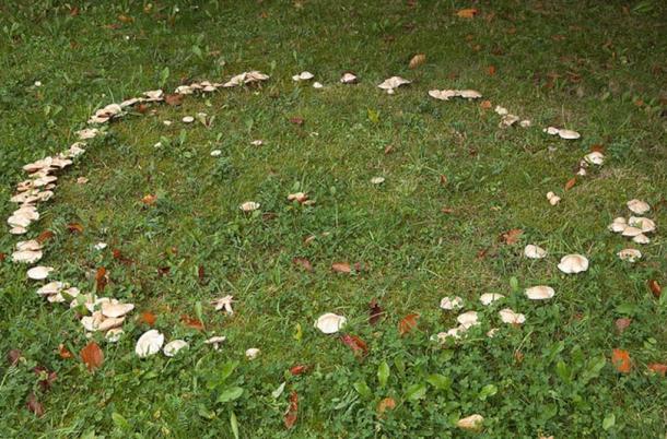 A mushroom ring creating a circle on the grass. These rings were believed to be portals to the fairy realm, and areas of danger.