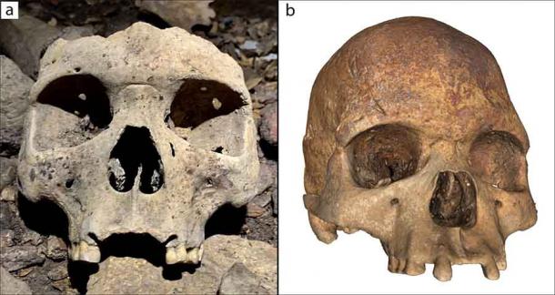 a) Un cráneo mutilado encontrado en la cueva; b) Fotogrametría de un cráneo modificado encontrado en la cueva. Ambos cráneos tienen los incisivos superiores removidos. (C. Gerin y P. Mora / Antiquity Publications Ltd)