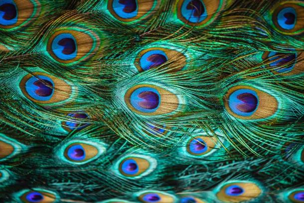 Greek mythology has it that the eyes of Argus were preserved for eternity by Hera by placing them within the feathers of a peacock. (pirotehnik / Adobe Stock)