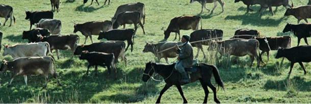 A nomadic pastoralist moves cattle across the foothills of Kazakhstan. 