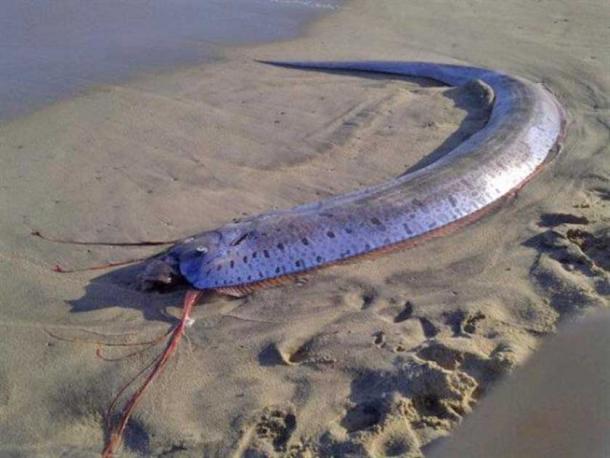 Un pesce remo gigante (Regalecus glesne) trovato a Los Cabos, in Messico (Katia Cao / CC BY 3.0)