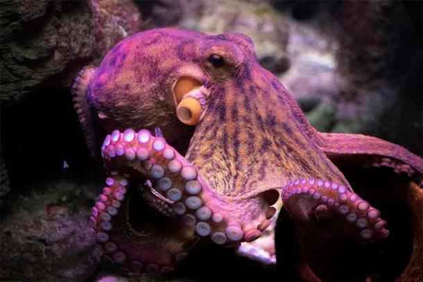Octopi have lifted the lids of their tanks and escaped.(Costy/Adobe Stock)