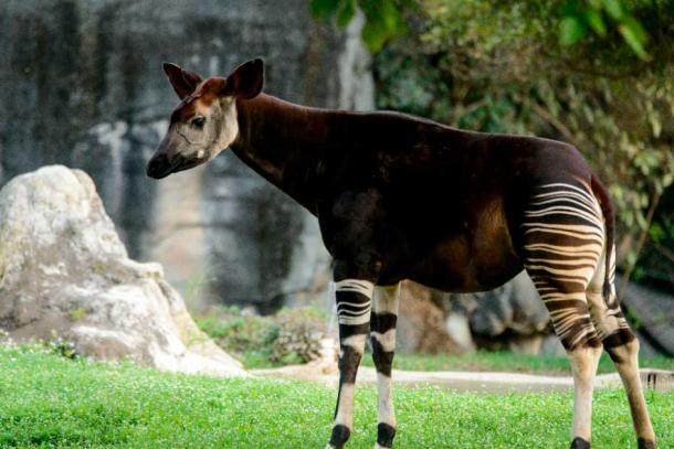 The okapi was thought to be a cryptid until 1901. Its habitat and appearance hindered its documentation. It wasn’t caught on film until 2008! (Eric Kilby / CC BY SA 2.0)