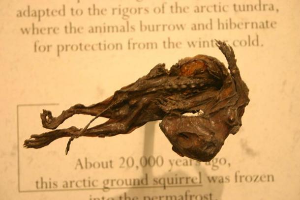 20,000-year-old Arctic ground squirrel mummy.
