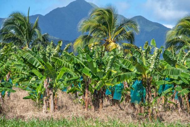 Una plantación de banano orgánico en Guadalupe hoy. La comercialización de tierras en las 6 islas habitadas de Guadalupe correspondió a la primera evidencia de extinciones de animales del Caribe. (daumy / Adobe Stock)