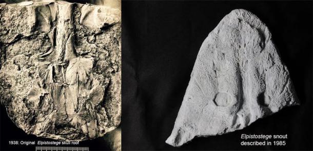 The original finds of the Elpistostege skull roof (left) and front half of the skull. The new specimen confirms these all belong to the one species. Richard Cloutier/UQAR