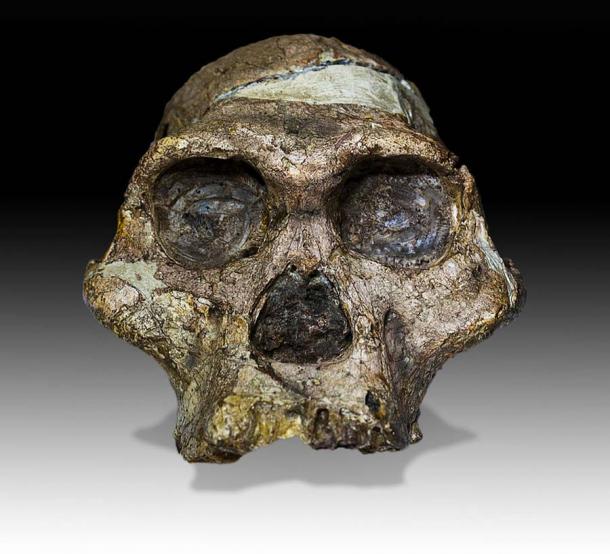 The original complete skull (without upper teeth and mandible) of a 2.1-million-year-old Australopithecus africanus specimen known as 