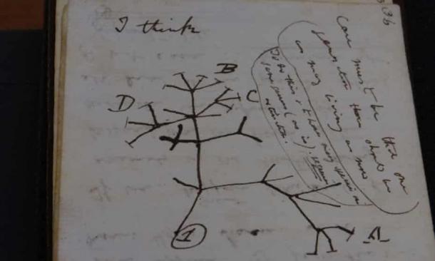 Una página de uno de los cuadernos de Darwin, que fue uno de los dos cuadernos robados en 2000-2001 de la Biblioteca de la Universidad de Cambridge, que contiene los primeros bocetos del árbol evolutivo de Darwin de 1837. (Biblioteca de la Universidad de Cambridge)