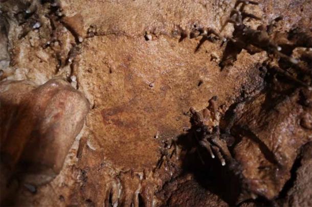 A painted aurochs head found in the Cova Dones cave. (© A. Ruiz-Redondo, V. Barciela & X. Martorell/Antiquity Publications Ltd)