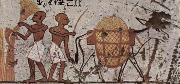 Sickles are old, known even in the 13th century BC, as in this painting from Thebes in ancient Eygpt.