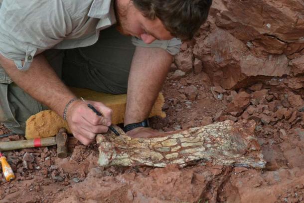 A palaeontologist excavating the bones and fossils that belonged to a newly discovered species of pterosaurs, Thanatosdrakon amaru, in Aguada del Padrillo, Mendoza, Argentina (Leonardo Ortiz David / Universidad de Cuyo)