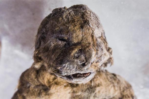 The permafrost preserved them in wondrous lifelike detail for at least 10,000 years.