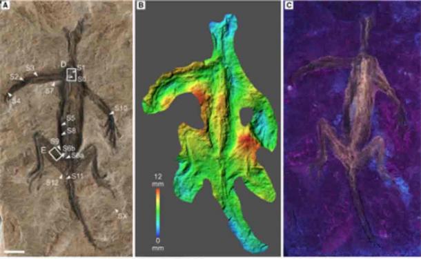 Tridentinosaurus antiquus. A) photograph of the specimen, including sampling locations S0–S12 and SX (matrix). B) map of the topography of the surface of the specimen, highlighting the superficial topography. C) UV photograph showing that the fluorescence of the whole specimen. (Rossi et al./Palaeontology)