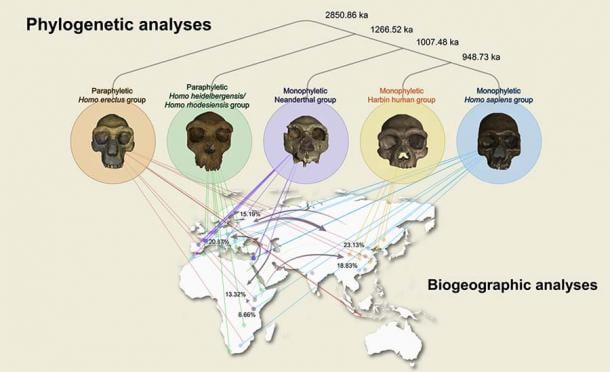 Aquí, el análisis filogenético sitúa al cráneo en el contexto del desarrollo humano. (Innovación / Célula)