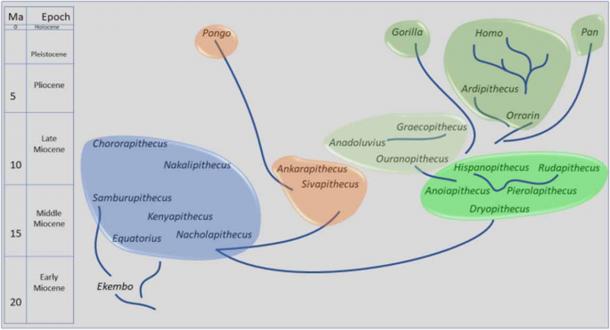 A phylogeny of the taxa included in this analysis consistent with most of the cladograms presented here. (Sevim-Erol, A., Begun, D.R., Sözer, Ç.S. et al/Nature)