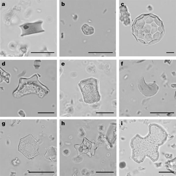 The phytoliths found by the scientists include a. maize b. manioc, and c. squash, among other plants. (Lombardo et al.)