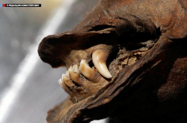 'What is of real interest is the fact the animal has a completely preserved carcass, which is unique by itself, with nothing like it in the world.' 