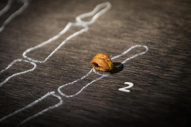 Replica of the pinky finger bone found in 2008 in the Denisova Cave. Museum of Natural Sciences in Brussels, Belgium.