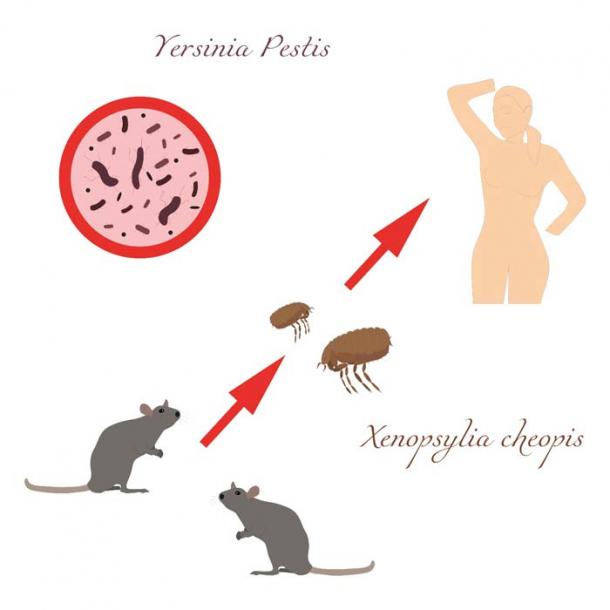 The deadly Black Death plague of the 14th century AD evolved in such a way that fleas became the transmission mechanism, and this caused the death tolls to rise at an incredible rate. (Aksana / Adobe Stock)