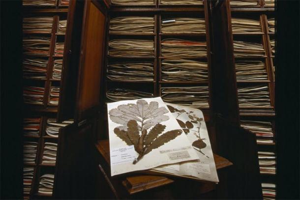 The plant specimens Joseph Banks collected were taken back to England, where they remain today in the Natural History Museum. Natural History Museum