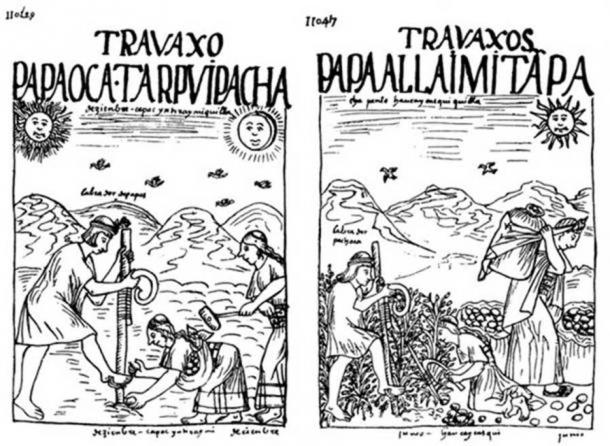 Drawings by Guamán Poma de Ayala showing the planting of potatoes and other tubers (Public Domain) and their harvest. (Public Domain) Note the presence of Inti in the top left and Mama Quilla in the top right of the first drawing and only Inti in the second.