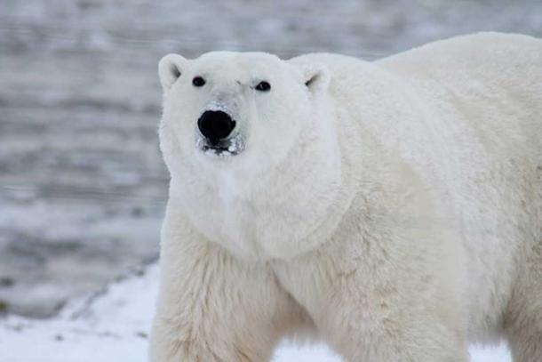 A polar bear.