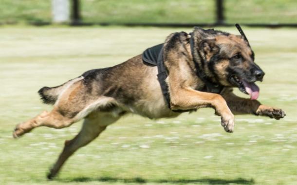 The police K9 unit apprehended the burglar who was injured by the battle reenactor. (Machiko Arita / Public Domain)
