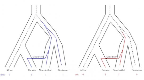 These population trees with embedded gene trees show how mutations can generate nucleotide site patterns. The four branch tips of each gene tree represent genetic samples from four populations: modern Africans, modern Eurasians, Neanderthals, and Denisovans. In the left tree, the mutation (shown in blue) is shared by the Eurasian, Neanderthal and Denisovan genomes. In the right tree, the mutation (shown in red) is shared by the Eurasian and Neanderthal genomes.
