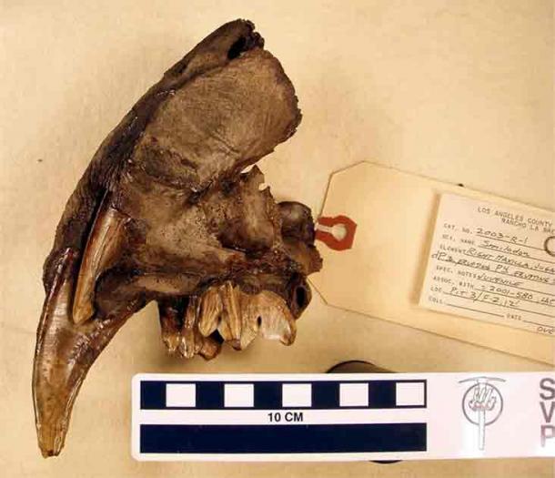 A portion of the right maxilla of a saber-toothed cat, Smilodon fatalis, showing a fully erupted baby saber tooth with the adult tooth just erupting. Based on Tseng's tooth eruption timing table, he estimates that the animal was between 12 and 19 months of age at the time of death. The fossil is from the La Brea Tar Pits and is housed at the Natural History Museum of Los Angeles County. (Jack Tseng, UC Berkeley)