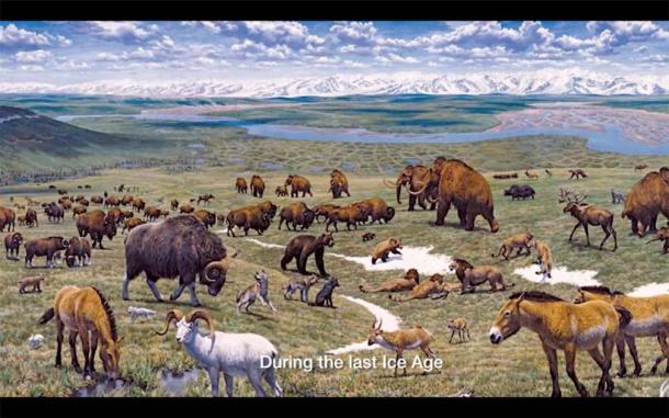 The range of predators and prey, including Eurasian cave lions, on the Siberian Plain during the last major Ice Age. (Tsarizim)