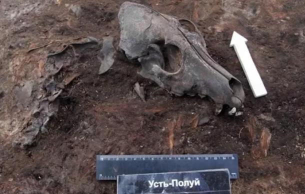 Los arqueólogos han descubierto un cementerio de perros prehistórico en una aldea de 2000 años de antigüedad cerca del Círculo Polar Ártico en la Siberia rusa, lo que puede ser evidencia de un antiguo programa de cría de perros en el Ártico. Fuente: (Universidad de Alberta/Robert Losey)