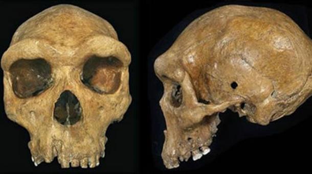 Una réplica del cráneo prehistórico de Broken Hill o Kabwe del Museo de Livingstone, Zambia, con el aparente orificio de bala visible a la izquierda. (El historiador xenófilo)