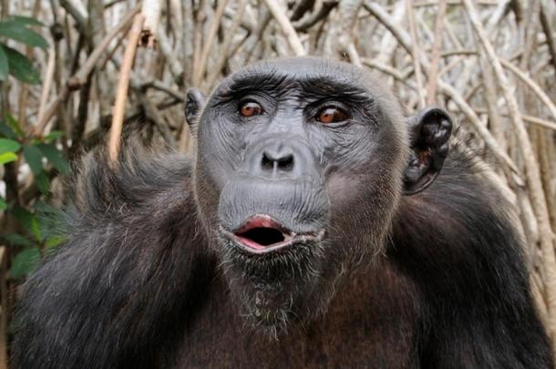 Many primates vocalize; only people have full-blown language. 