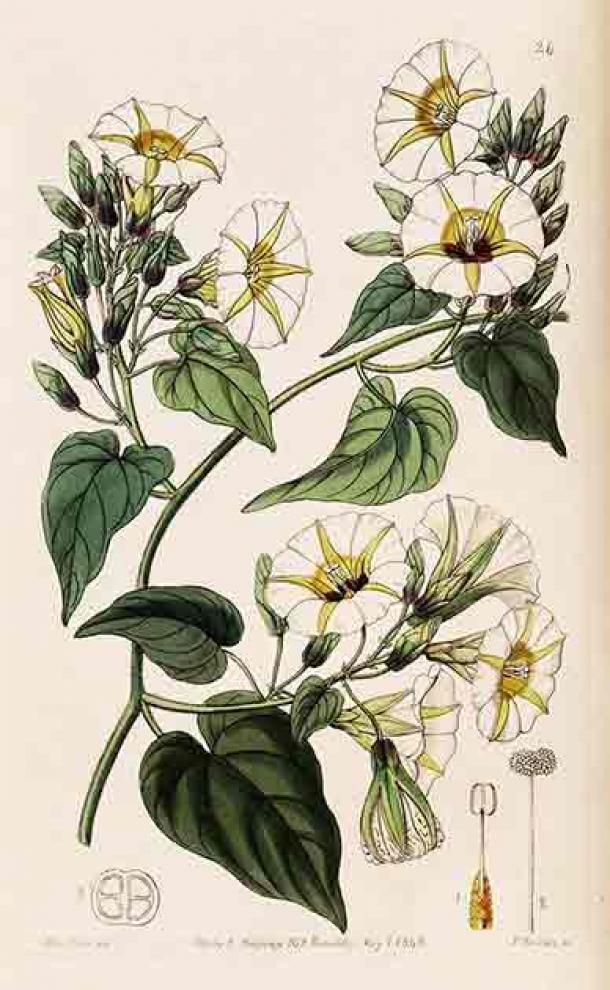 Print of Ipomoea corymbosa from Edwards Botanical Register. (Peter H. Raven Library, Missouri Botanical Garden/Lentz DL, et al. PLoS ONE (2024)
